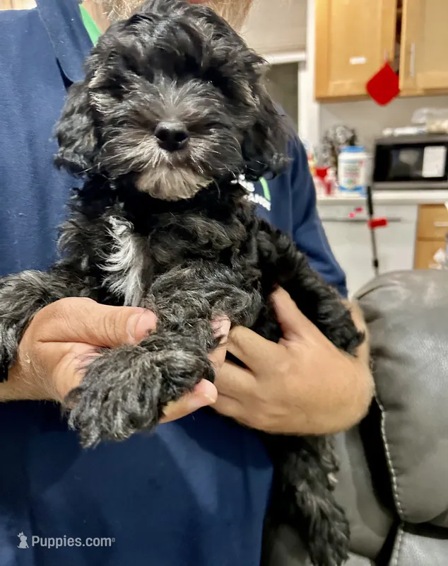 Louis – Cockapoo puppy for sale in San Diego, CA