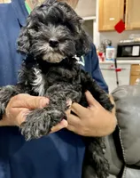 Louis, a male Cockapoo for sale in San Diego, CA – 1 of 5