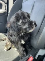 Louis, a male Cockapoo for sale in San Diego, CA – 3 of 5