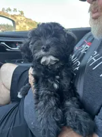 Louis, a male Cockapoo for sale in San Diego, CA – 2 of 5