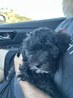 Louis, a male Cockapoo for sale in San Diego, CA – 5 of 5
