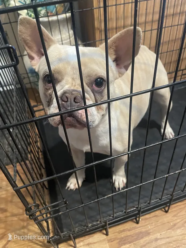 Darcy – French Bulldog puppy for sale in Sacramento, CA