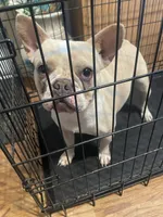 Darcy, a female French Bulldog for sale in Sacramento, CA – 1 of 3