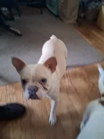 Darcy, a female French Bulldog for sale in Sacramento, CA – 2 of 3