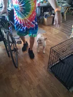 Darcy, a female French Bulldog for sale in Sacramento, CA – 3 of 3