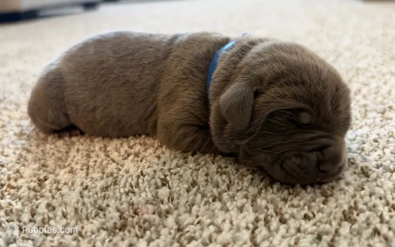 Blue – Cane Corso puppy for sale in Henderson, CO