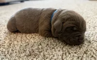 Blue, a male Cane Corso for sale in Henderson, CO – 1 of 1