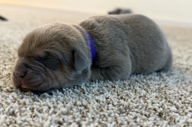 Purple – Cane Corso puppy for sale in Henderson, CO