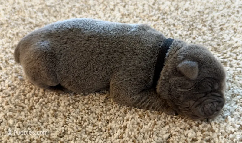 Black – Cane Corso puppy for sale in Henderson, CO