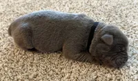 Black, a female Cane Corso for sale in Henderson, CO – 1 of 1