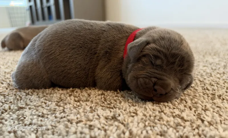 Red  – Cane Corso puppy for sale in Henderson, CO