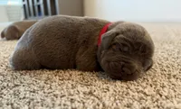 Red , a male Cane Corso for sale in Henderson, CO – 1 of 1