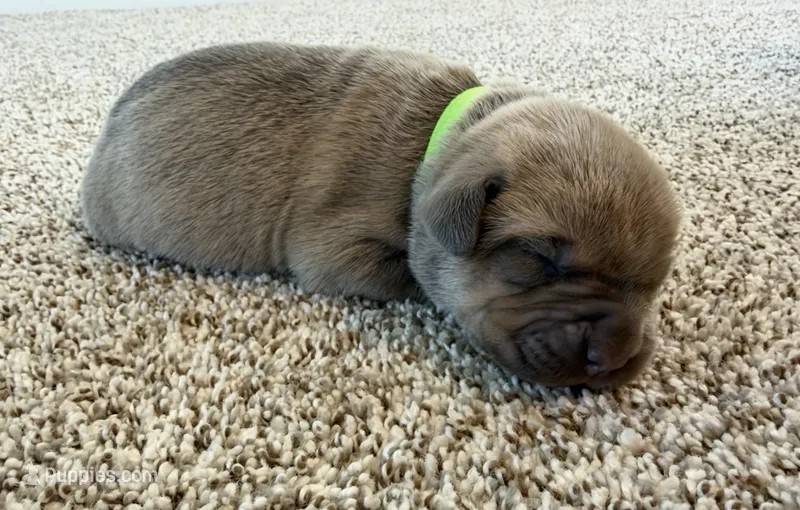 Green – Cane Corso puppy for sale in Henderson, CO