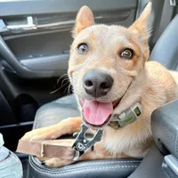 Willow, a female Australian Cattle Dog for sale in Vernon Rockville, CT – 4 of 4