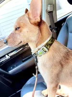Willow, a female Australian Cattle Dog for sale in Vernon Rockville, CT – 3 of 4