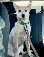 Willow, a female Australian Cattle Dog for sale in Vernon Rockville, CT – 2 of 4