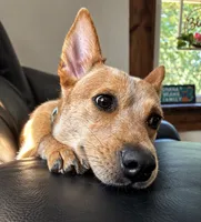 Willow, a female Australian Cattle Dog for sale in Vernon Rockville, CT – 1 of 4