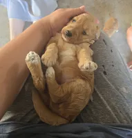 Bonnie, a female Goldendoodle for sale in Myakka City, FL – 2 of 2