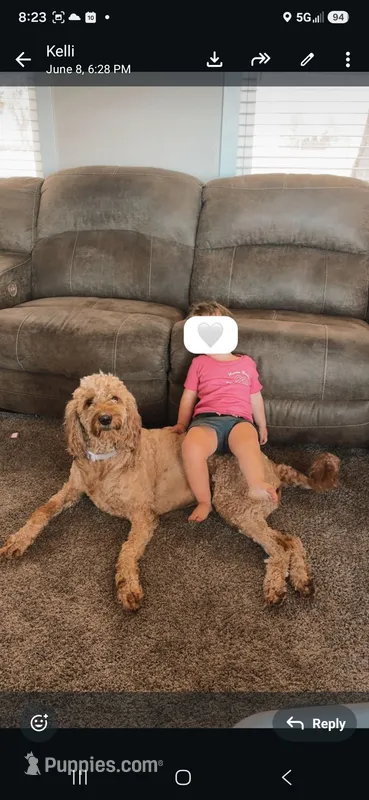 Jackie – Goldendoodle puppy for sale in Myakka City, FL