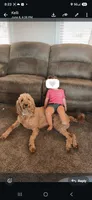 Jackie, a female Goldendoodle for sale in Myakka City, FL – 3 of 3