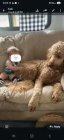 Jackie, a female Goldendoodle for sale in Myakka City, FL – 2 of 3