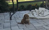 Bonnie, a female Goldendoodle for sale in Myakka City, FL – 1 of 3