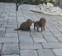 Tiny, a female Goldendoodle for sale in Myakka City, FL – 3 of 5