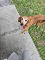 Trixy, a female Golden Retriever for sale in Myakka City, FL – 2 of 2