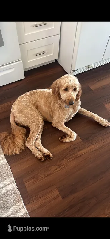 Jackie – Goldendoodle puppy for sale in Myakka City, FL