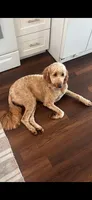Jackie, a female Goldendoodle for sale in Myakka City, FL – 1 of 3