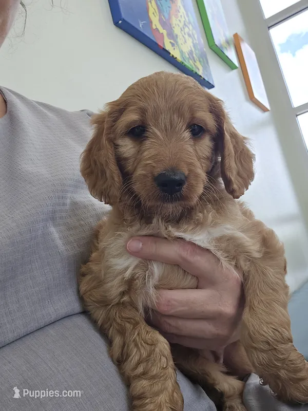 Bonnie – Goldendoodle puppy for sale in Myakka City, FL