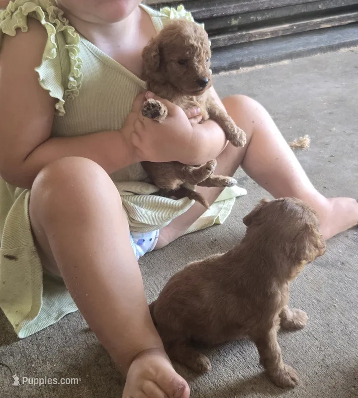 Tiny – Goldendoodle puppy for sale in Myakka City, FL