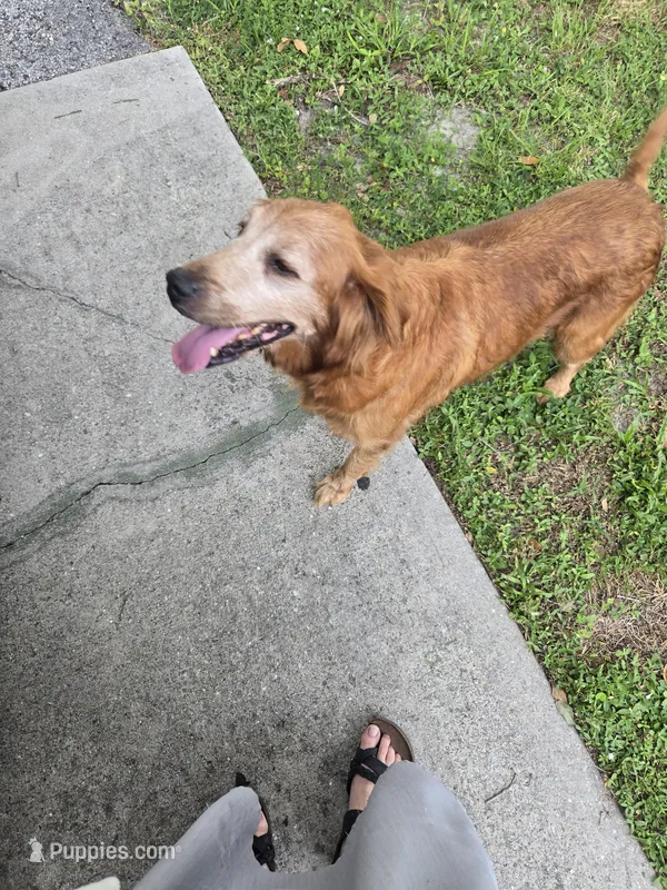 Trixy – Golden Retriever puppy for sale in Myakka City, FL