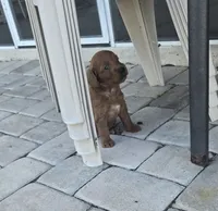 Clyde , a male Goldendoodle for sale in Myakka City, FL – 3 of 4