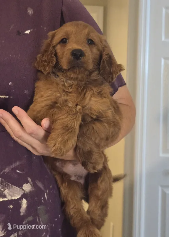 Clyde  – Goldendoodle puppy for sale in Myakka City, FL