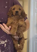 Clyde , a male Goldendoodle for sale in Myakka City, FL – 1 of 2