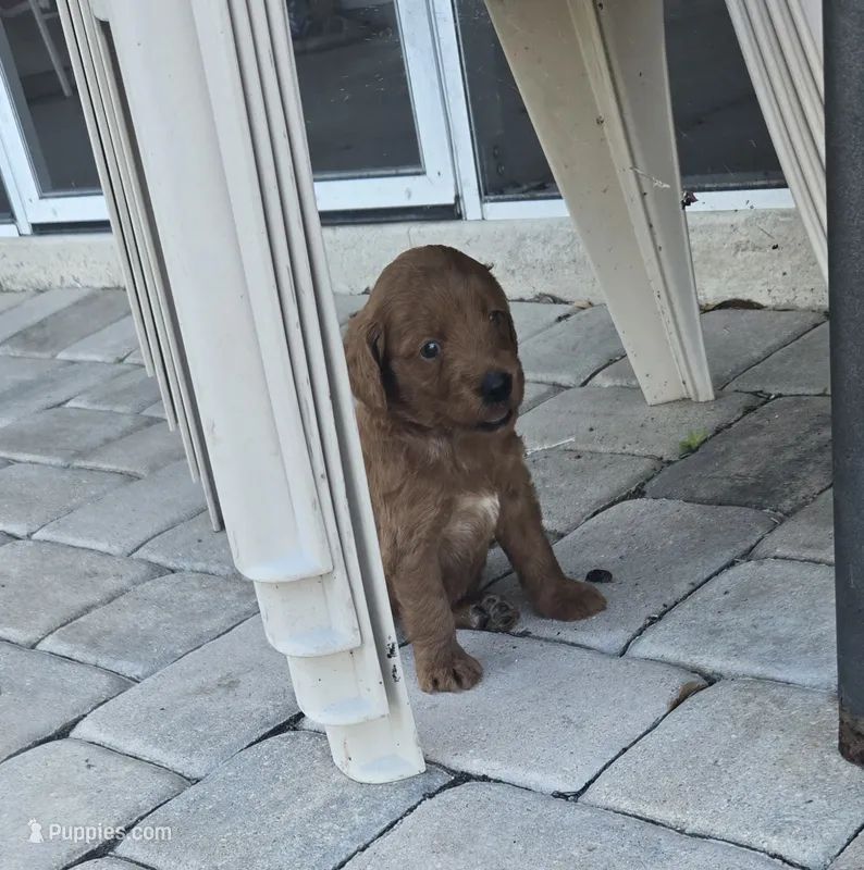 Clyde  – Goldendoodle puppy for sale in Myakka City, FL