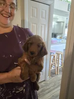 Clyde , a male Goldendoodle for sale in Myakka City, FL – 2 of 2