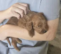 Clyde , a male Goldendoodle for sale in Myakka City, FL – 2 of 4