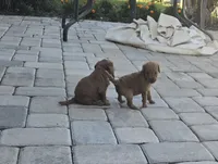 Tiny, a female Goldendoodle for sale in Myakka City, FL – 2 of 5