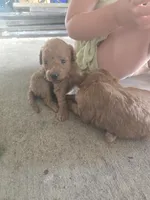 Tiny, a female Goldendoodle for sale in Myakka City, FL – 5 of 5