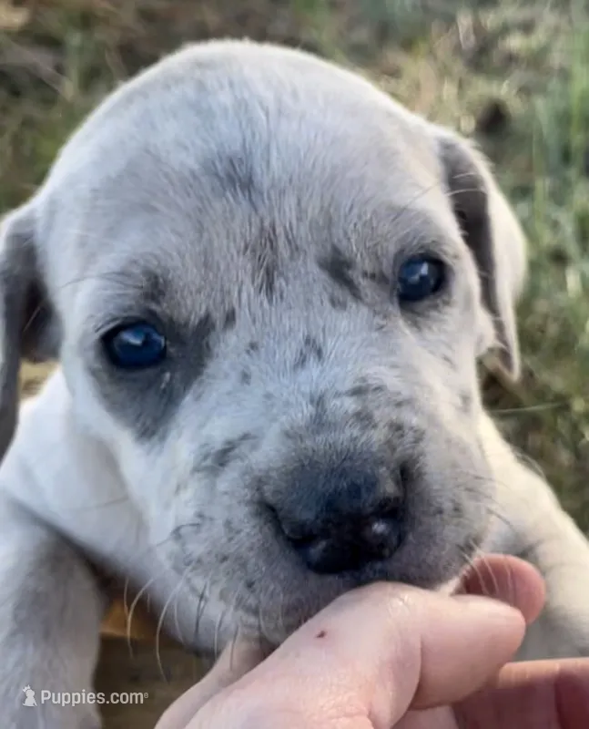 Patches – Great Dane, Cane Corso puppy for sale in Denver, CO