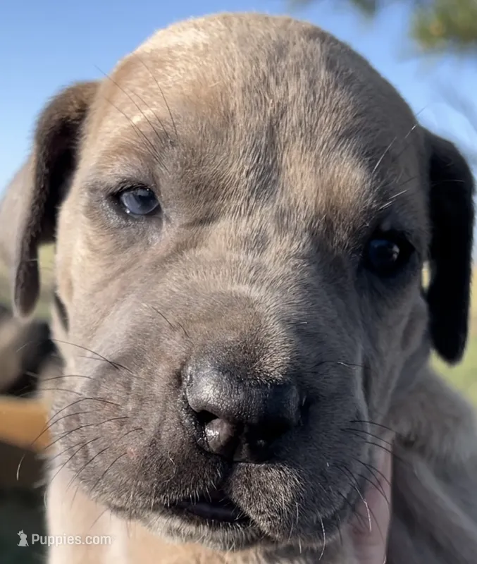 Moose  – Great Dane, Cane Corso puppy for sale in Denver, CO