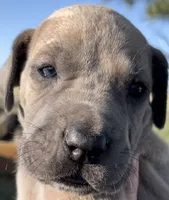 Moose , a male Great Dane and Cane Corso for sale in Denver, CO – 2 of 10