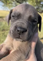 Butterscotch , a female Great Dane and Cane Corso for sale in Denver, CO – 2 of 10