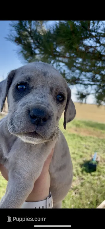 Patches – Great Dane, Cane Corso puppy for sale in Denver, CO