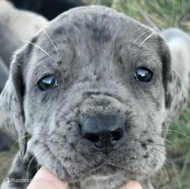 Shadow  – Great Dane, Cane Corso puppy for sale in Denver, CO