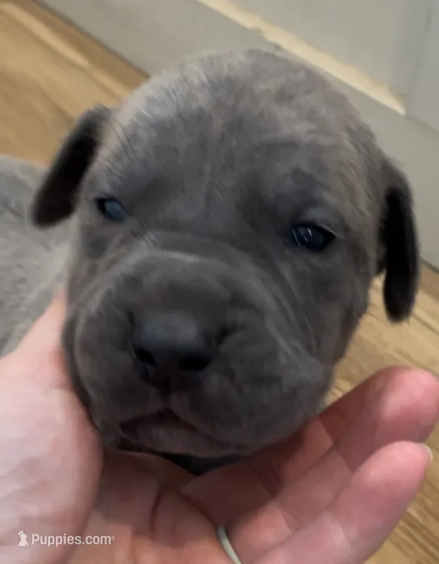 Hershey  – Great Dane, Cane Corso puppy for sale in Denver, CO