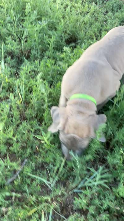 Butterscotch (lime green collar), a female Great Dane and Cane Corso for sale in Denver, CO – 6 of 10