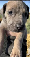 Moose , a male Great Dane and Cane Corso for sale in Denver, CO – 3 of 10